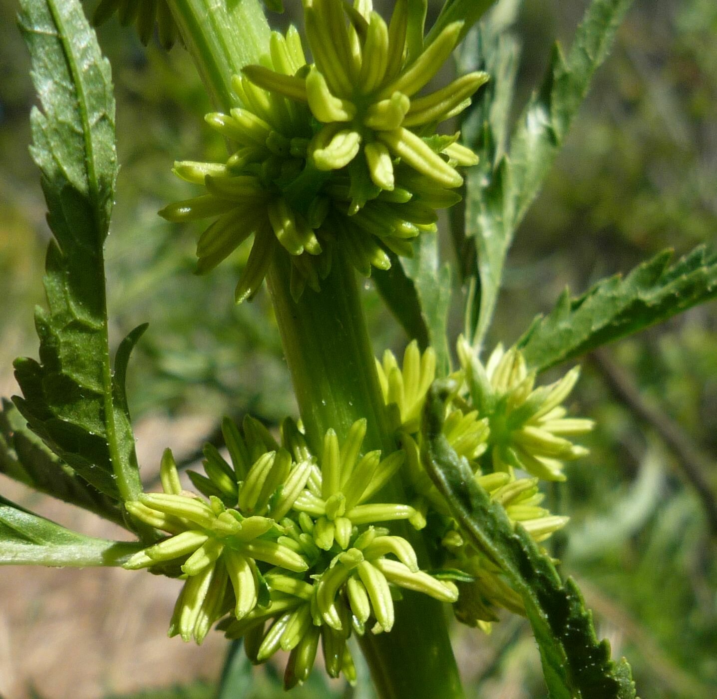 High Resolution Datisca glomerata Flower